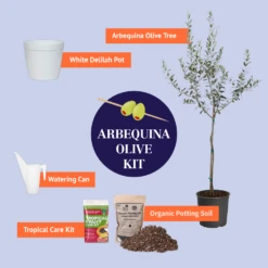 Olive Starter Kit -Brighterblooms Shop BB ArbequinaOliveKitGraphic