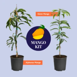 Alphonso Mango Tree -Brighterblooms Shop BB Mango Kit Graphic bb13d415 3128 437e 9c6b 79030579d293