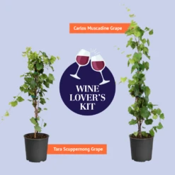 Carlos Scuppernong Grape Vine 11 Carlos Scuppernong Grape Vine -Brighterblooms Shop BB Wine Lovers Kit Graphic