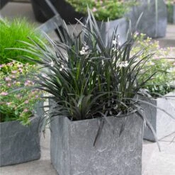 Black Mondo Grass -Brighterblooms Shop BLack Mondo Grass 1 BB