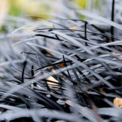 Black Mondo Grass -Brighterblooms Shop BLack Mondo Grass 2 BB