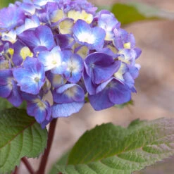 Endless Summer® BloomStruck® Hydrangea Shrub -Brighterblooms Shop BLoomstruck hydrangea 4