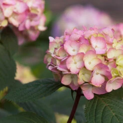 Endless Summer® BloomStruck® Hydrangea Shrub -Brighterblooms Shop BLoomstruck hydrangea 5