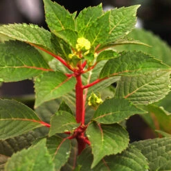 Endless Summer® BloomStruck® Hydrangea Shrub -Brighterblooms Shop BLoomstruck hydrangea 6