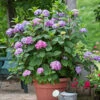 Endless Summer® BloomStruck® Hydrangea Shrub 1 Endless Summer® BloomStruck® Hydrangea Shrub -Brighterblooms Shop BLoomstruck hydrangea BB 600x600 5b3edcd2 58ea 425e 8340 cdec44410ec4