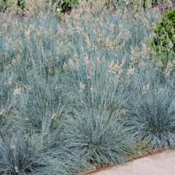 Blue Festuca Grass (Blue Fescue) -Brighterblooms Shop BLue Fescue Grass 1 FGT