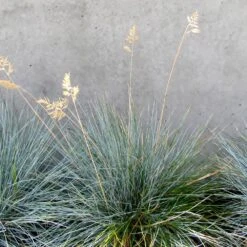 Blue Festuca Grass (Blue Fescue) -Brighterblooms Shop BLue Fescue Grass 4 BB