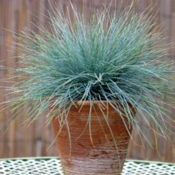 Blue Festuca Grass (Blue Fescue) -Brighterblooms Shop BLue Fescue Grass 5