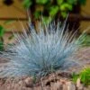 Blue Festuca Grass (Blue Fescue) -Brighterblooms Shop BLue Fescue Grass BB 600x600 c189fb1d 5651 40ff 9f24 1cf2d24e38ff