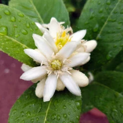 Buddha's Hand Citron Tree 12 Buddha's Hand Citron Tree -Brighterblooms Shop BUddhas Hand Citrus 4