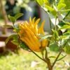 Buddha's Hand Citron Tree -Brighterblooms Shop BUddhas Hand Citrus BB 600x00 97b01f0a 5f50 4437 9d7f 12746dee172e