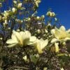 Butterfly Magnolia Tree -Brighterblooms Shop BUtterflies Magnolia BB 600x600 c2b0d6b1 720b 4b80 bd3a 08f1693abb01