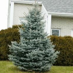 Baby Blue Spruce Tree -Brighterblooms Shop Baby Blue 1