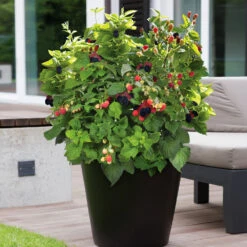 Bushel And Berry® Baby Cakes Blackberry® Bush -Brighterblooms Shop Baby Cakes Blackberry 3