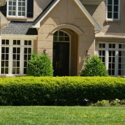 Baby Gem™ Boxwood Shrub -Brighterblooms Shop Baby Gem 4