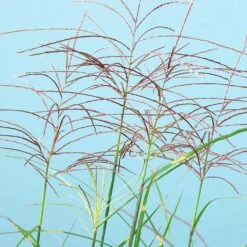 Miscanthus Bandwidth (Chinese Silver Grass) 8 Miscanthus Bandwidth (Chinese Silver Grass) -Brighterblooms Shop Bandwidth Maiden Grass 2