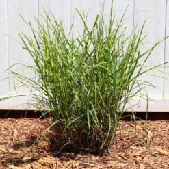 Miscanthus Bandwidth (Chinese Silver Grass) 9 Miscanthus Bandwidth (Chinese Silver Grass) -Brighterblooms Shop Bandwidth Maiden Grass 4