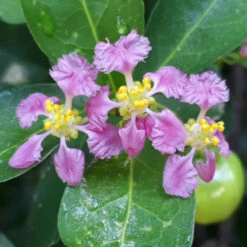 Barbados (Acerola) Cherry -Brighterblooms Shop Barbadoes Cherry 1
