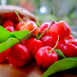 Barbados (Acerola) Cherry -Brighterblooms Shop Barbadoes Cherry 3 BB