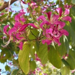 Hong Kong Orchid Tree -Brighterblooms Shop Bauhinia x blakeana 1