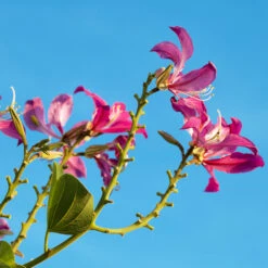 Hong Kong Orchid Tree -Brighterblooms Shop Bauhinia x blakeana 2 BB