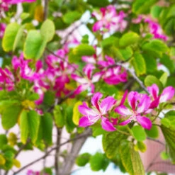 Hong Kong Orchid Tree -Brighterblooms Shop Bauhinia x blakeana 6 BB