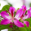 Hong Kong Orchid Tree -Brighterblooms Shop Bauhinia x blakeana BB 600x600 b7aed7a6 52fd 49f3 9523 d677254c5936