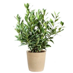 Bay Laurel -Brighterblooms Shop Bay Laurel 3G Delilah Tan pot