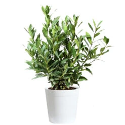 Bay Laurel -Brighterblooms Shop Bay Laurel 3G Delilah White pot
