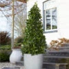Bay Laurel Tree -Brighterblooms Shop Bay Laurel Tree Saratoga 2 600x600 a7ffc3ed 756f 4f57 a561 e328dd9bcc64