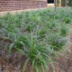 Big Blue Liriope Plant -Brighterblooms Shop Big Blue Liriope 1