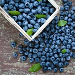 Biloxi Blueberry Bush -Brighterblooms Shop Biloxi Blueberry 1