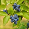 Biloxi Blueberry Bush -Brighterblooms Shop Biloxi Blueberry 600x600 4b59ba12 0c7d 42b9 927e 43216bfc9ff9
