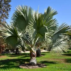 Bismarck Palm Tree -Brighterblooms Shop Bismark palm 1 BB
