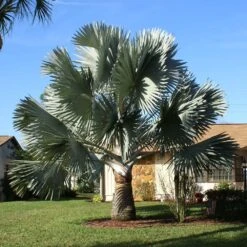 Bismarck Palm Tree -Brighterblooms Shop Bismark palm 4 BB