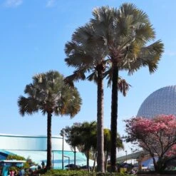 Bismarck Palm Tree -Brighterblooms Shop Bismark palm 7