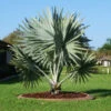 Bismarck Palm Tree -Brighterblooms Shop Bismark palm BB 600x600 ecb3639d d186 436a b107 1179a34db136