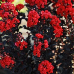 Black Diamond® Radiant Red Crape Myrtle -Brighterblooms Shop Black DIamond Radient Red Crape Myrtle 1