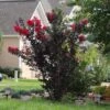 Black Diamond® Radiant Red Crape Myrtle -Brighterblooms Shop Black DIamond Radient Red Crape Myrtle BB 600x600 1893c0f6 1365 4848 bafa 69e010097d99