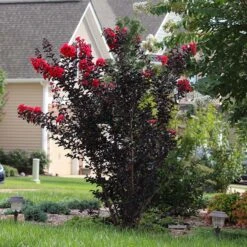 Black Diamond® Radiant Red Crape Myrtle