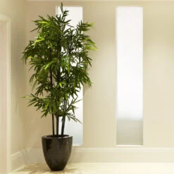Black Bamboo Plant -Brighterblooms Shop Black Bamboo 2