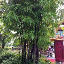 Black Bamboo Plant -Brighterblooms Shop Black Bamboo 6 BB