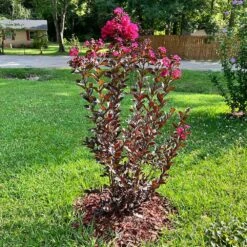 Black Diamond® Mystic Magenta™ Crape Myrtle Tree -Brighterblooms Shop Black Diamon Magestic magenta Crape Myrtle4