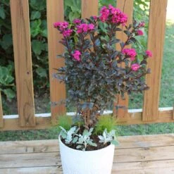 Black Diamond® Mystic Magenta™ Crape Myrtle Tree -Brighterblooms Shop Black Diamon Magestic magenta Crape Myrtle 1