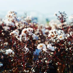 Black Diamond® Pure White Crape Myrtle Tree -Brighterblooms Shop Black Diamond Pure WHite Crape Myrtle 2 BB