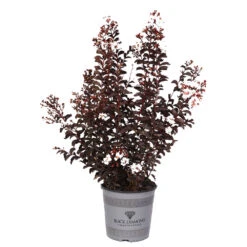 Black Diamond® Pure White Crape Myrtle Tree -Brighterblooms Shop Black Diamond Pure WHite Crape Myrtle 3
