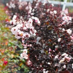 Black Diamond® Pure White Crape Myrtle Tree -Brighterblooms Shop Black Diamond Pure WHite Crape Myrtle 5