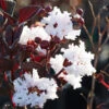 Black Diamond® Pure White Crape Myrtle Tree -Brighterblooms Shop Black Diamond Pure WHite Crape Myrtle BB 600x600 34df6ae1 4399 4dc3 ba99 25f5ab3c0022