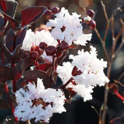 Black Diamond® Pure White Crape Myrtle Tree