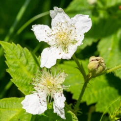 Black Satin Thornless Blackberry -Brighterblooms Shop Black Satin Blackbery 4